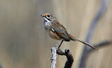 Image. Striated Grasswren