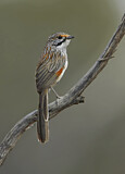 Image. Striated Grasswren