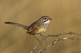 Image. Striated Grasswren