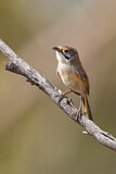 Image. Striated Grasswren