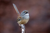 Image. Striated Grasswren