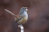Image. Striated Grasswren