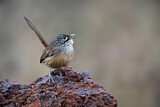 Image. Striated Grasswren
