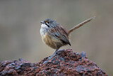 Image. Striated Grasswren