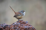 Image. Striated Grasswren