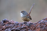 Image. Striated Grasswren