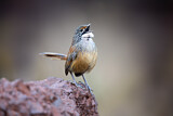 Image. Striated Grasswren