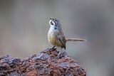 Image. Striated Grasswren
