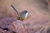 Image. Striated Grasswren