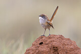 Image. Striated Grasswren