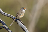 Image. Striated Grasswren