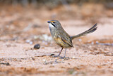 Image. Striated Grasswren