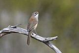 Image. Striated Grasswren
