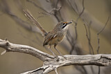 Image. Striated Grasswren