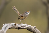 Image. Striated Grasswren