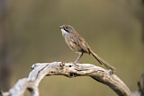 Image. Striated Grasswren