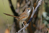 Image. Striated Grasswren