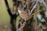 Image. Striated Grasswren