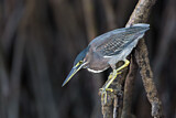 Image. Striated Heron