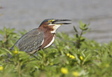 Image. Striated Heron