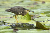 Image. Striated Heron