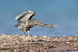 Image. Striated Heron
