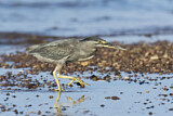 Image. Striated Heron