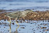 Image. Striated Heron