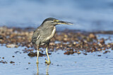 Image. Striated Heron