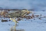 Image. Striated Heron