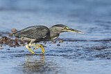 Image. Striated Heron