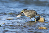 Image. Striated Heron