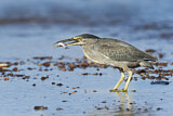 Image. Striated Heron