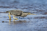 Image. Striated Heron