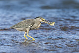 Image. Striated Heron