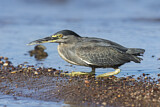 Image. Striated Heron