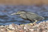 Image. Striated Heron
