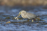 Image. Striated Heron