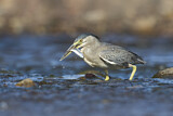 Image. Striated Heron