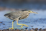 Image. Striated Heron