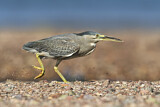 Image. Striated Heron