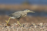 Image. Striated Heron