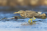 Image. Striated Heron