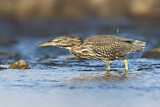 Image. Striated Heron
