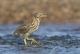 Image. Striated Heron