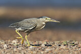Image. Striated Heron