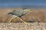 Image. Striated Heron