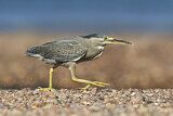 Image. Striated Heron