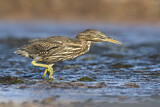 Image. Striated Heron