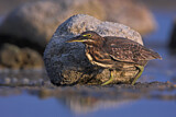 Image. Striated Heron